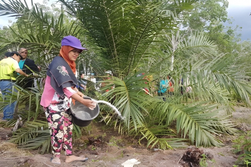 Harga Pupuk Melambung, Petani Sawit Mitra Persi Rogoh Kocek Dalam-dalam