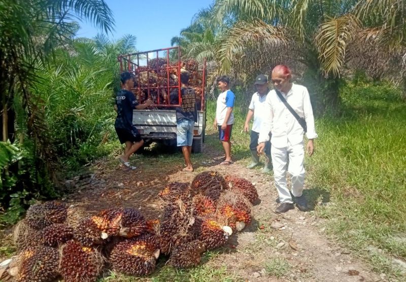 Harga TBS Disbun Naik, tapi di Tingkat Petani Masih Murah