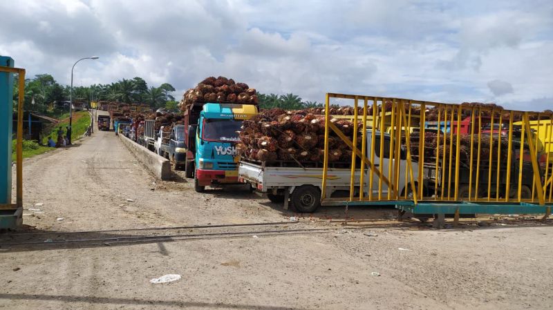 Beli TBS dengan Harga Murah, Pasokan ke PT PMS Sepi