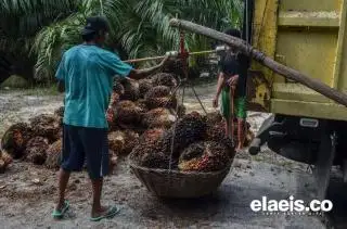 Harga Sawit di Riau Naik Lagi, Segini per Kilonya