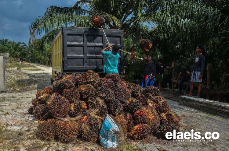 Meroket, Harga Sawit di Sumut Tembus Rp2.366,26/Kg