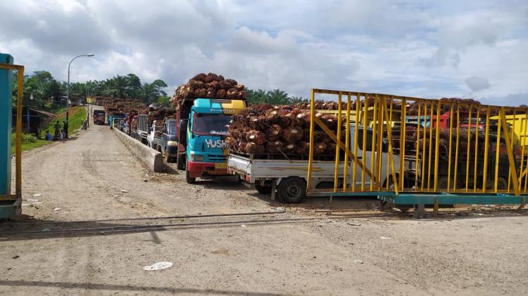 Petani Sawit Sumbar Sumringah Nih, Harga TBS Naik Jadi Rp2.268,34/Kg