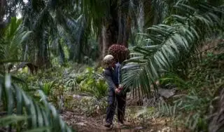 Kelangkaan Solar Subsidi di Bengkulu Bikin Petani Sawit Menjerit, Kok Bisa?