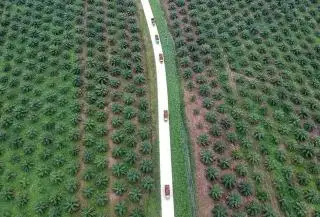 Menggali Potensi Lain di Perkebunan Sawit Bengkulu