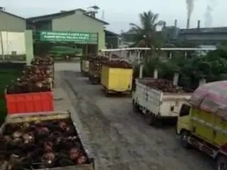 Satgas Sawit Diminta Tegas, Jangan Sampai Ending-nya Tak Jelas