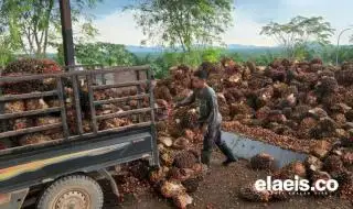 Petani Sawit Swadaya Jadi 'Anak Tiri", Rp100 Miliar Rugi Saban Hari