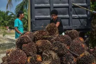 Soal Penolakan TBS di Dhamasraya, GAPKI Sumbar: Mungkin Belum Bermitra