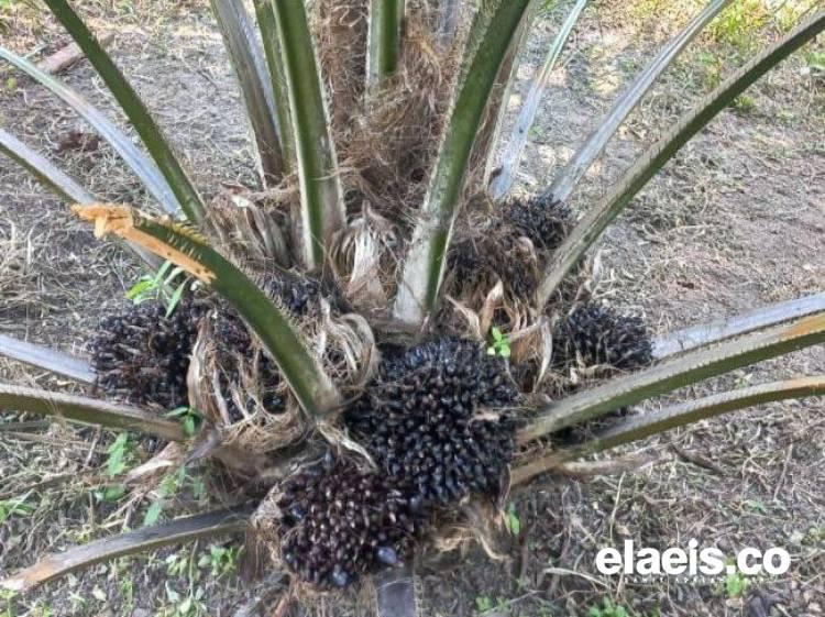 Banyak Ruginya, Benih Palsu Bisa Dilihat saat Umur 4-5 Tahun