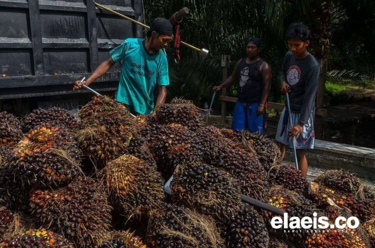 Naik, Harga Sawit Kalbar Rp2.357,95/Kg