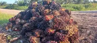 Harga Sawit Sumbar Diprediksi kembali Melorot