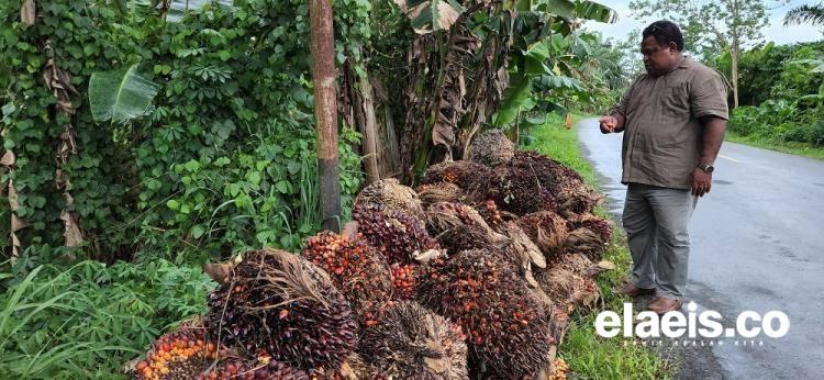 Beasiswa Sawit; Antara Aroma Proyek, Ego dan Sya la la...