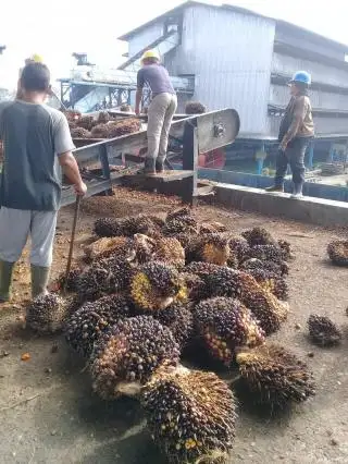 Audit Diperlukan untuk Bongkar Borok Perusahaan Perkebunan Sawit