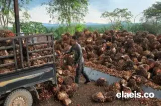 Tentang Petani, Pengepul dan Pabrik Kelapa Sawit Itu...