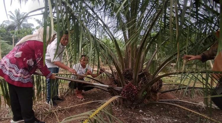 Ingin Punya Kebun Baru dan Hasilnya Dijamin Puas? Ikut PSR!