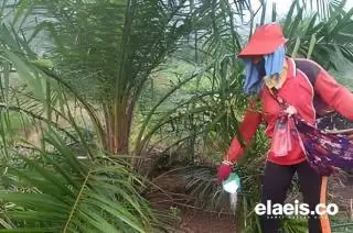 Petani Minta Polisi Tindak Tegas Pembuat Pupuk Palsu