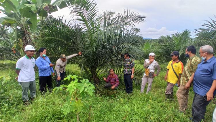 Begini Untungnya Petani Ikut PSR