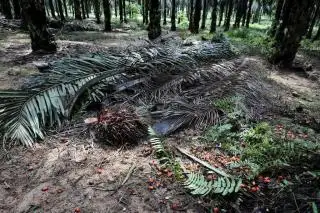 GAPKI Sumbar Dukung DMO Sawit Dicabut