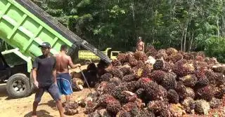 Daerah Penghasil Siap-siap Terima DBH Sawit