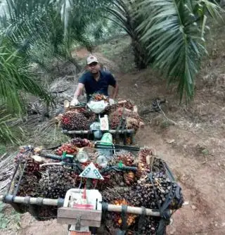 Kabar Bagus Buat Petani, Harga TBS di PKS Sentuh Rp 2.000/Kg
