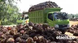 APKASINDO Pesimis Pungutan Ekspor Gratis Diperpanjang Untungkan Petani Sawit
