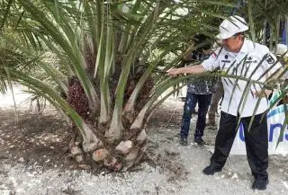 Syamsuar Ingatkan Petani Riau Tentang Replanting dan Bibit Sawit Unggul