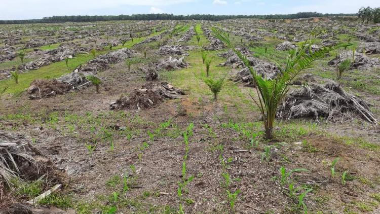 Mengejar Swasembada dengan Integrasi Jagung dan Sawit