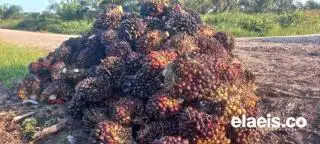 Aspek-PIR Khawatir Kenaikan Bea Keluar Hambat Harga TBS