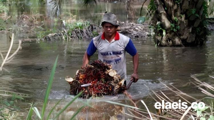 Bea Keluar Bakal Naik, Begini Tanggapan Pengusaha Sawit