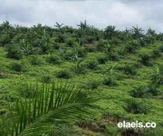 Aspek-PIR Kubu Raya Bina Petani Untuk Bermitra