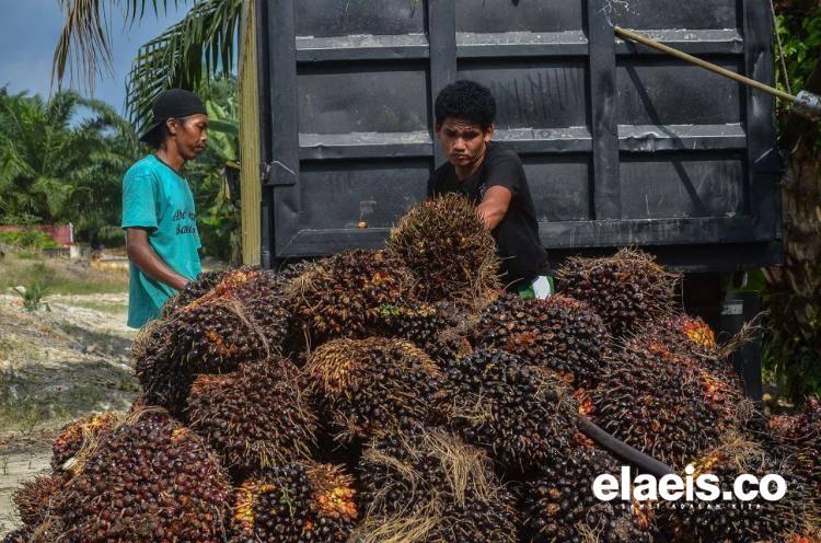 'Mencla-menclenya' Pasar Eropa Terhadap Sawit