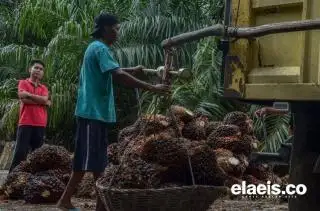 Stok Tinggi, Harga CPO Malaysia Pekan Depan Kayaknya Drop