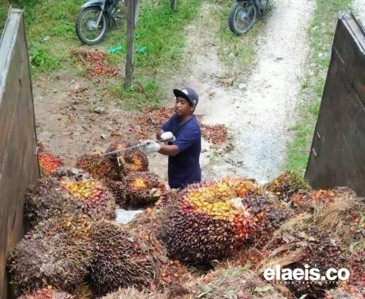 Petani Swadaya, Mau Harga TBS Kayak Plasma! Begini Caranya...