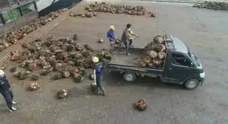 TBS Masih Kena Pungli, Penegak Hukum Tak Tahu?