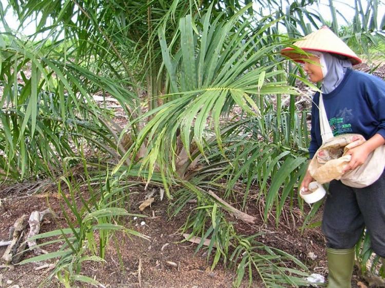 Petani Diingatkan Jangan Merasa Keberatan Memupuk Sawit