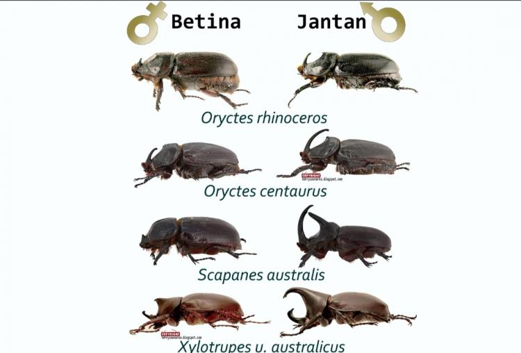 Begini Cara Mengatasi Kumbang Tanduk dengan Cara Alami
