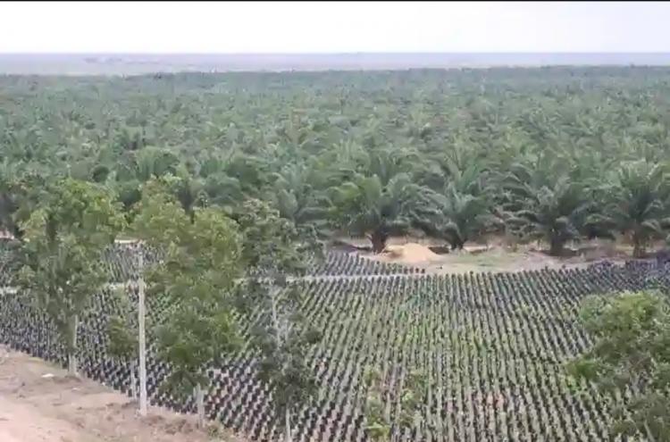Petani Plasma Diminta Tidak Langgar Kesepakatan Bersama