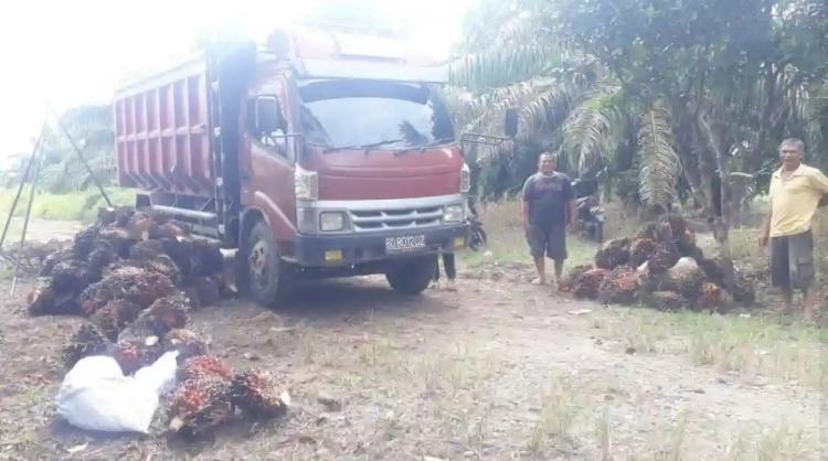 Harga Migor Sudah Stabil, tapi Harga TBS Belum Naik Signifikan