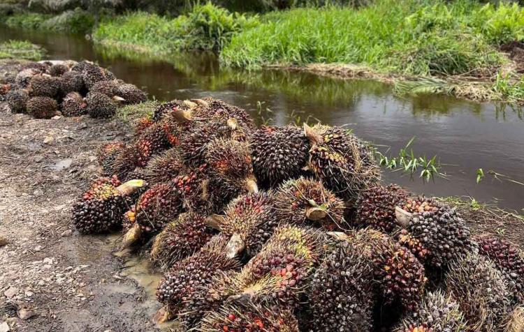 Industri Sawit Malaysia 2022 Suram karena Dua Hal Ini