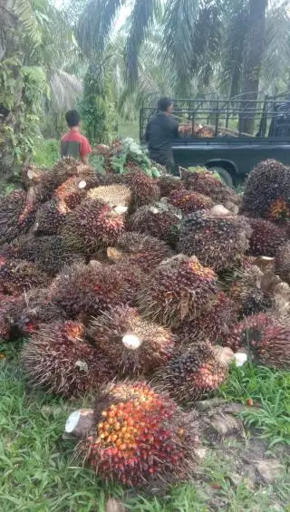 Harga TBS di Jambi Kembali Menanjak, Berikut Update-nya