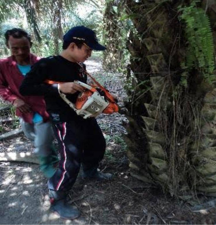 Begini Cara Melakukan Pemupukan Sawit dengan Metode Injeksi Batang