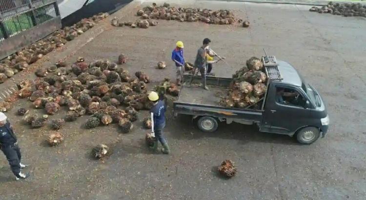Harga Resmi TBS Terendah di Bengkulu Ditetapkan Rp 1.911,13/Kg