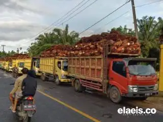 Ditetapkan Naik, Harga TBS di Riau Justru Anjlok