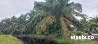 Pemerintah Kalbar Kawal Program Perkebunan Sawit Berkelanjutan