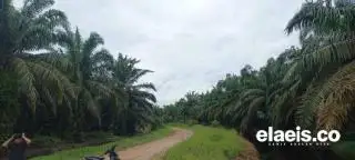 Riau akan Kecipratan DBH Sawit Triliunan Rupiah, Begini Kata SAMADE