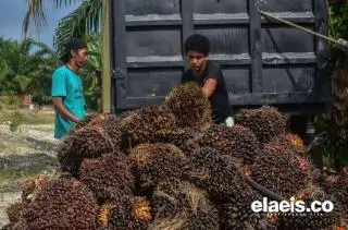 Efek Harga CPO Turun, Bikin Petani Sawit Sumsel Lemas