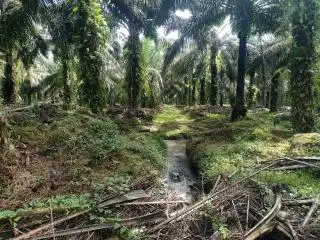 Pemanfaatan POME Bisa Hentikan Pencemaran Sungai