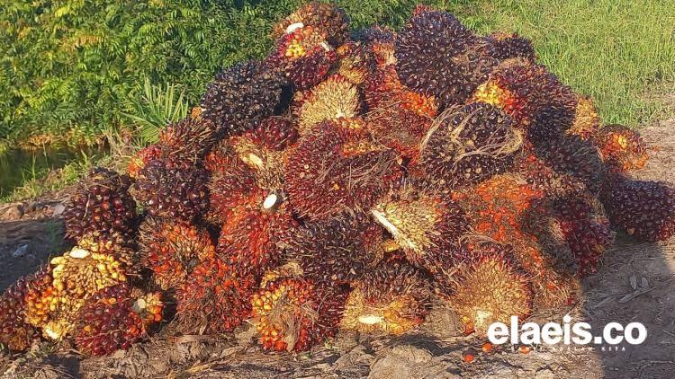 Buruan Cek Disini, Daftar Harga CPO dan Kernel Perusahaan Sawit di Riau