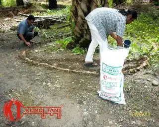 Asupan Kalium Harus Dijaga Agar Produksi Sawit Tidak Turun