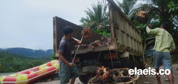 China Bikin Harga CPO Berkibar, Kok Bisa?
