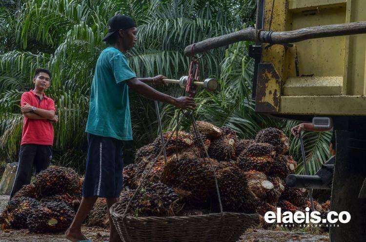 Walau Sudah Kantongi STD-B, Perusahaan Belum Tentu Mau Bermitra dengan Petani